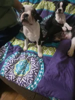 Clint, a male Boston Terrier for sale in Hickory, NC – 3 of 4
