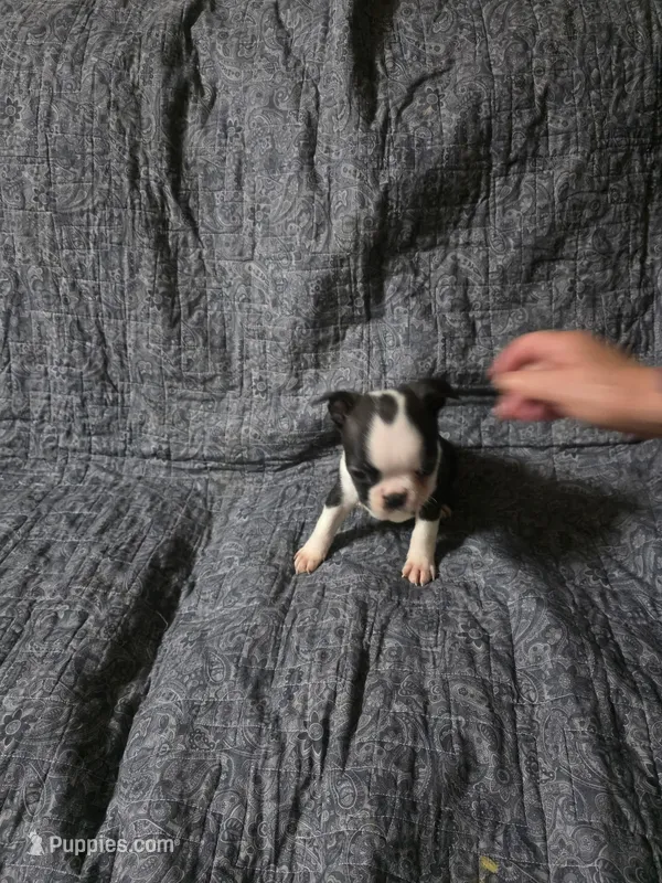 Clint – Boston Terrier puppy for sale in Hickory, NC