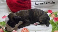 Sunny, a female Boxer for sale in Gainesville, FL – Photo 5 of 5