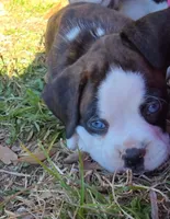 Sunny, a female Boxer for sale in Gainesville, FL – Photo 1 of 5