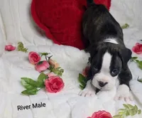 River, a male Boxer for sale in Gainesville, FL – Photo 3 of 6