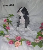 River, a male Boxer for sale in Gainesville, FL – Photo 5 of 6