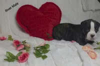 River, a male Boxer for sale in Gainesville, FL – Photo 4 of 6