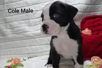 Cole, a male Boxer for sale in Gainesville, FL – Photo 1 of 3