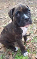 Puck, a male Boxer for sale in Gainesville, FL – Photo 1 of 2