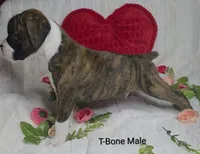 T-Bone, a male Boxer for sale in Gainesville, FL – Photo 2 of 3