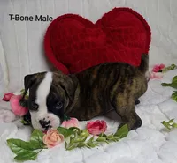 T-Bone, a male Boxer for sale in Gainesville, FL – Photo 3 of 3