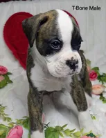 T-Bone, a male Boxer for sale in Gainesville, FL – Photo 1 of 3