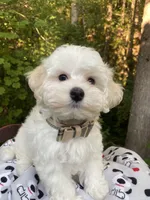 Butterfinger, a male Maltipoo for sale in Tualatin, OR – Photo 6 of 10