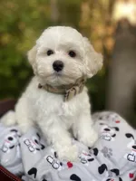 Butterfinger, a male Maltipoo for sale in Tualatin, OR – Photo 5 of 10