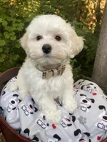 Butterfinger, a male Maltipoo for sale in Tualatin, OR – Photo 10 of 10