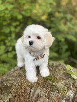 Butterfinger, a male Maltipoo for sale in Tualatin, OR – Photo 4 of 10