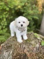 Butterfinger, a male Maltipoo for sale in Tualatin, OR – Photo 7 of 10