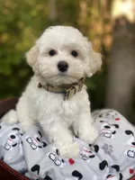Butterfinger, a male Maltipoo for sale in Tualatin, OR – Photo 3 of 10