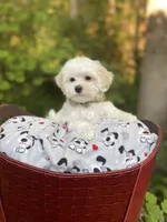 Butterfinger, a male Maltipoo for sale in Tualatin, OR – Photo 2 of 10