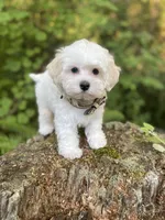 Butterfinger, a male Maltipoo for sale in Tualatin, OR – Photo 9 of 10