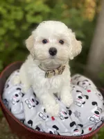 Butterfinger, a male Maltipoo for sale in Tualatin, OR – Photo 8 of 10