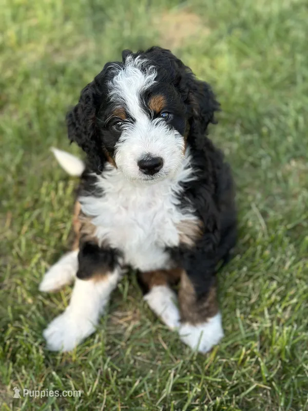 Shadow  – Miniature Bernedoodle puppy for sale in Fargo, ND