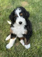 Shadow , a male Miniature Bernedoodle for sale in Fargo, ND – 1 of 1