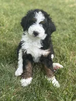 Drake , a male Miniature Bernedoodle for sale in Fargo, ND – 1 of 1