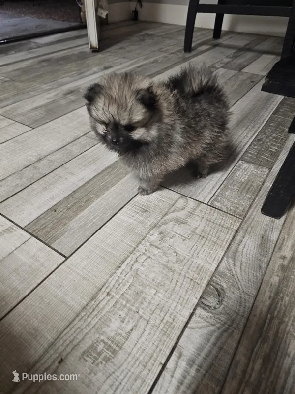 Wolf sable mini Pom! – Pomeranian puppy for sale in Las Vegas, NV