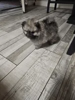 Wolf sable mini Pom!, a male Pomeranian for sale in Las Vegas, NV – 1 of 8