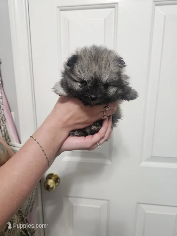 River mini Pom! – Pomeranian puppy for sale in Las Vegas, NV
