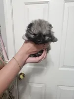 River mini Pom!, a male Pomeranian for sale in Las Vegas, NV – 1 of 6