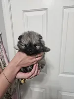 Twin poms River and Willow, a female Pomeranian for sale in Las Vegas, NV – 6 of 6