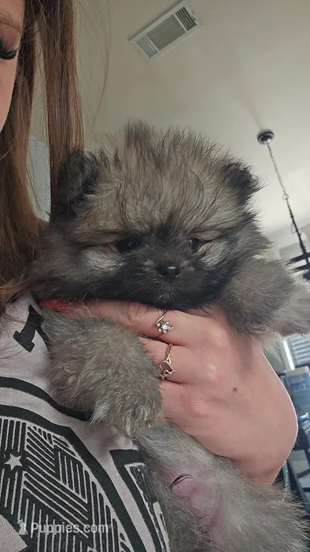 Wolf sable mini Pom! – Pomeranian puppy for sale in St. George, UT