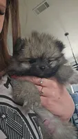 Wolf sable mini Pom!, a male Pomeranian for sale in Myrtle Beach, SC – 1 of 7