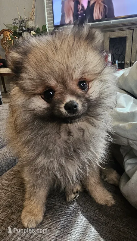 Wolf sable mini Pom! – Pomeranian puppy for sale in Las Vegas, NV