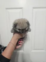 Willow mini Pom!, a female Pomeranian for sale in Las Vegas, NV – 5 of 7