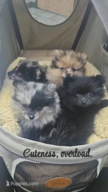 Valentine's day Mini Poms