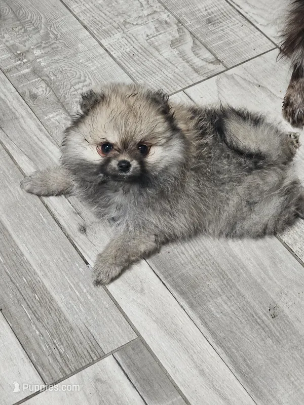 Wolf sable mini Pom! – Pomeranian puppy for sale in Myrtle Beach, SC
