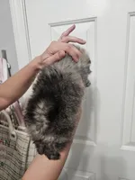 River mini Pom!, a male Pomeranian for sale in Las Vegas, NV – 5 of 6