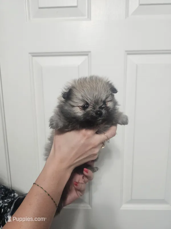 Twin poms River and Willow – Pomeranian puppy for sale in Las Vegas, NV