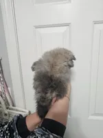 Twin poms River and Willow, a female Pomeranian for sale in Las Vegas, NV – 2 of 6