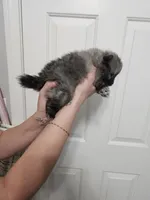 River mini Pom!, a male Pomeranian for sale in Las Vegas, NV – 4 of 6