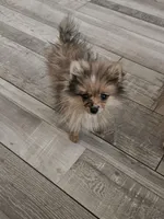 Aurora (teacup Pom) , a female Pomeranian for sale in Long Beach, CA – Photo 2 of 4