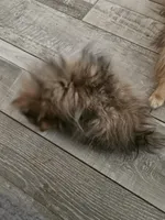 Aurora (teacup Pom) , a female Pomeranian for sale in Long Beach, CA – Photo 3 of 4