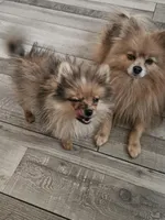 Aurora (teacup Pom) , a female Pomeranian for sale in Long Beach, CA – Photo 4 of 4