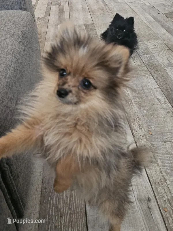 Aurora (teacup Pom) 