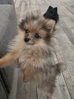 Aurora (teacup Pom) , a female Pomeranian for sale in Long Beach, CA – Photo 1 of 4