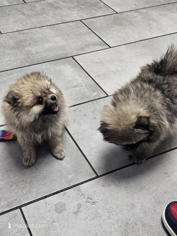 Twin wolf sable mini Poms , a female Pomeranian for sale in Myrtle Beach, SC – 1 of 7