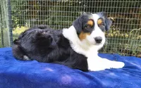 FAITH, a female Australian Shepherd for sale in Elk, WA – 7 of 7