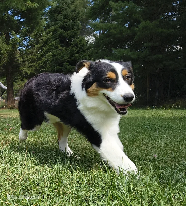 FAITH – Australian Shepherd puppy for sale in Elk, WA