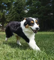 FAITH, a female Australian Shepherd for sale in Priest River, ID – 2 of 9