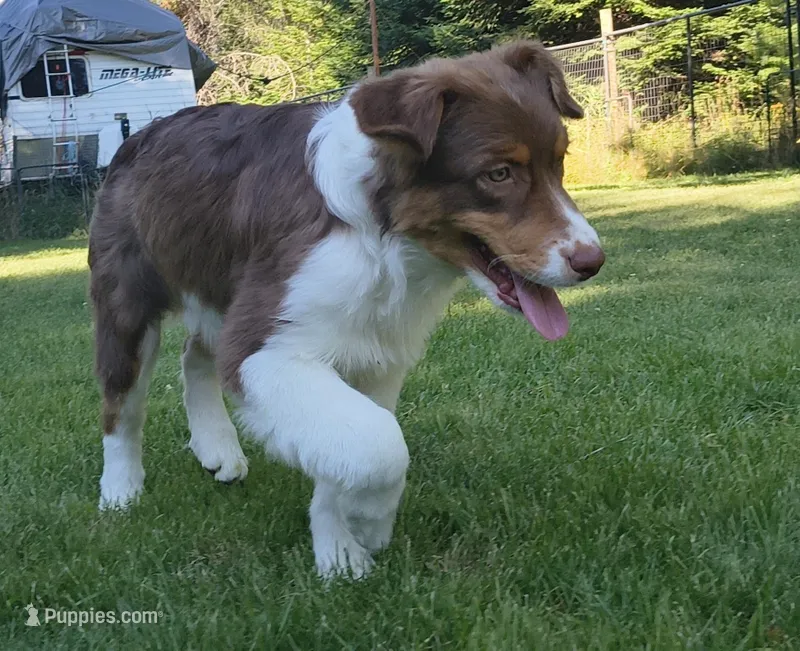 ROCKY – Australian Shepherd puppy for sale in Elk, WA