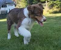 ROCKY, a male Australian Shepherd for sale in Elk, WA – 3 of 10